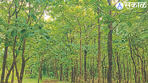 fine for those who cut down wet tree reward for those who find it in baripada dhule news