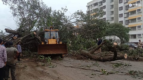 banyan tree fell Pune-Mumbai road traffic jam road closed for 2 hours
