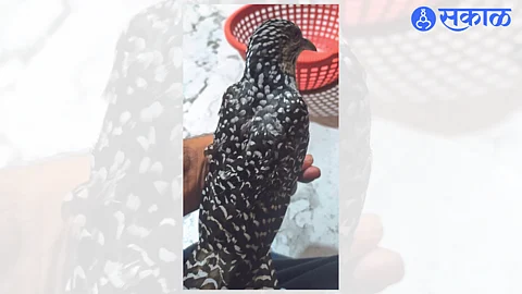 teacher save life of cuckoo bird nashik news