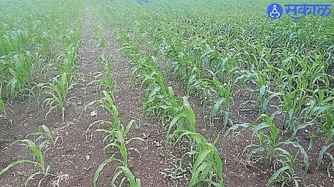 Due to lack of rain, the growth is stunted and maize is suffering due to fall of worms.