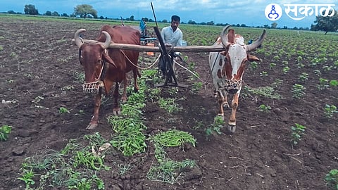 Damaged crop due to bogus fertilizer.