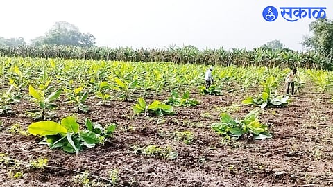 Banana Damage (file photo)