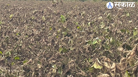 Thousands of hectares of agriculture got stuck in backwater jalgaon news