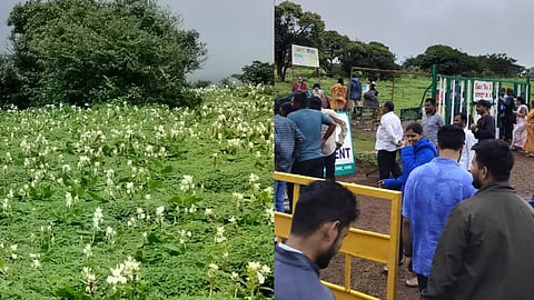 Kaas Plateau Mahabaleshwar Tourism Satara