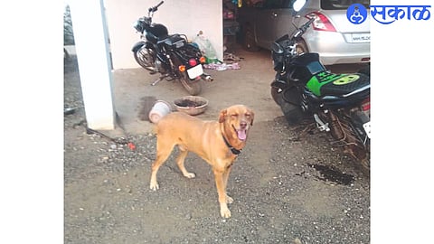 Nathe family's pet Jack dog.