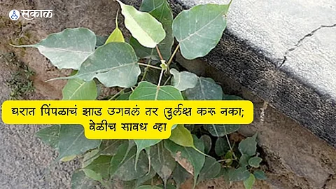 Vastu Tips