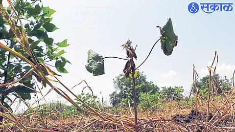 Crops failing due to lack of rain in the district.