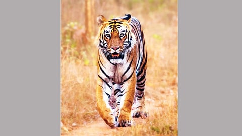 Surya Tiger