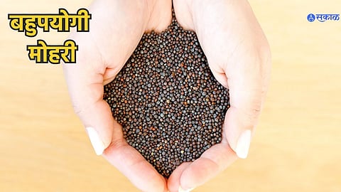 Important Facts Of Mustard