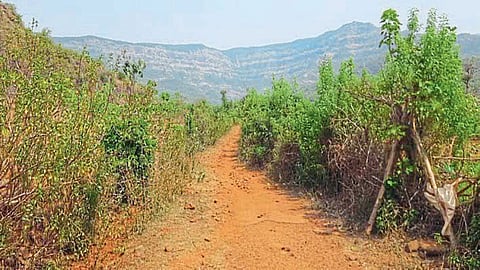 Survey of kajirda road connecting Rajapur-Kolhapur