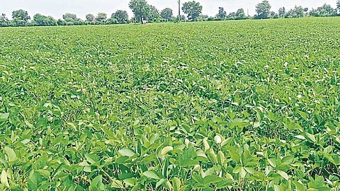 akola rain update rainfall beneficial for kharif crop farmer agriculture