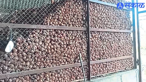 Onion is rotting due to low price dhule news