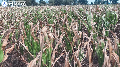 A maize crop that has been threshed in a vertical field.