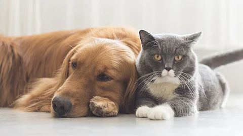 Pets