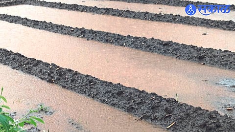 After two hours of incessant rain, standing water in a field planted with onion seeds