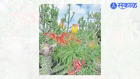 Vine of Ayurvedic medicinal plant 'Kallavi' found in farm meadow near forest area.
