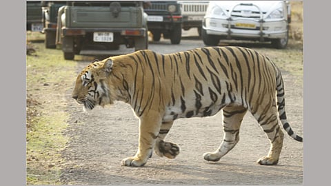 Tadoba Forest Tiger