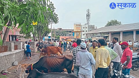 Traders from three districts gathered in Shirala for the livestock market, which saw a turnover of 17 lakh.