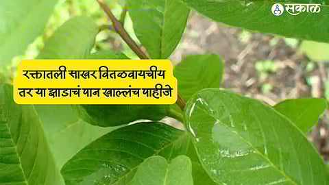 Diabetes Health Tips