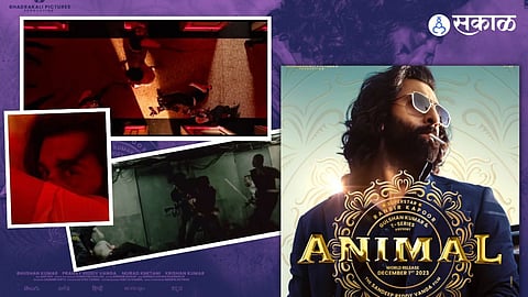 Animal Release Date: