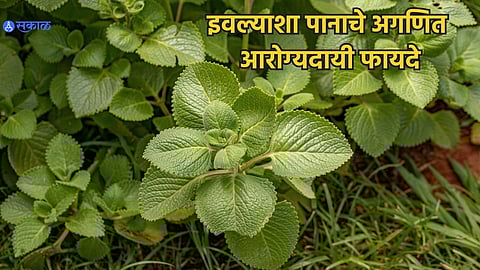 Indian Borage Health Benefits
