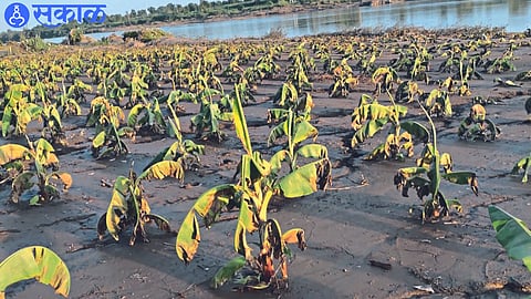 Condition of banana due to flooding.