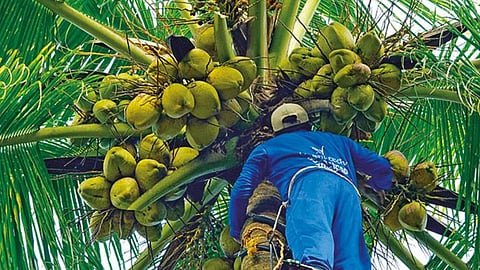 World Coconut Day Special