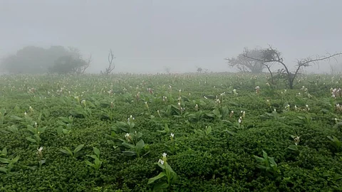 Kaas Flower Season