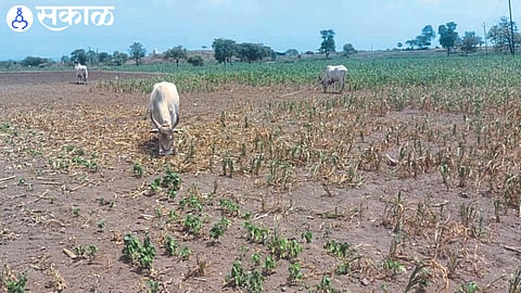 Animals eating dry crops