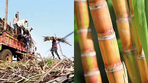 Sugarcane Ban Sugar Factory