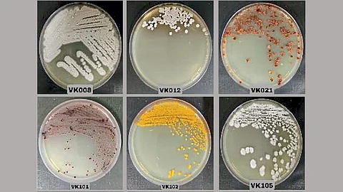 Sahyadri Forest Antibiotics : सह्याद्रीत प्रतिजैविकांचा खजिना; ‘एनसीएल’चे संशोधन