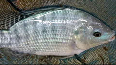 Tilapia Fish