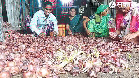 The onion kept in the chali is rotten farmer's family picking onions
