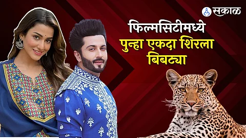 Leopard enters the sets of Saubhagyavati Bhava 2 in the late evening