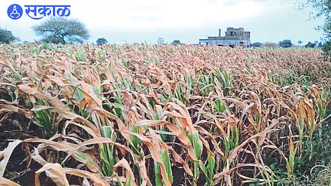Corn crop completely harvested in the field.