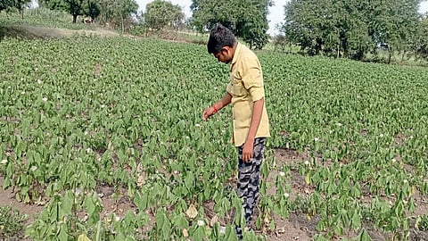 Agriculture customer-centric policy Central government agriculture import-export policy affect farmers