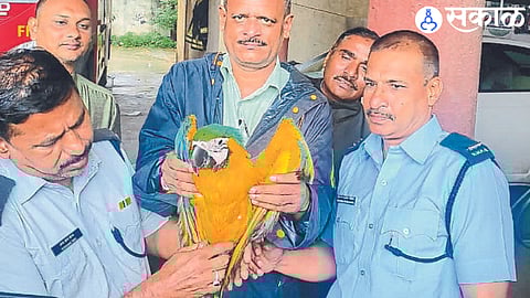 A macaw gold parrot rescued from a nylon net by a fire brigade