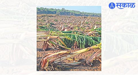 Bananas submerged in the garden of farmer Anil Patil.