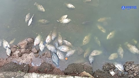 Mumbai Pollution : तलावात शेकडो मासे मृत तिसऱ्यांदा घडली घटना