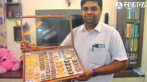 789 species of moths in state maharashtra news