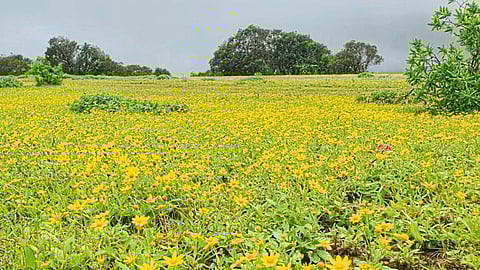 Shirala Flower Season