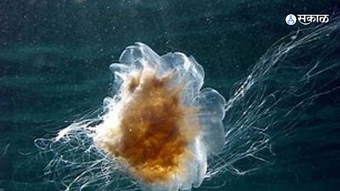 Beware of sting ray jellyfish during ganeshotsav mumbai municipality appeal to citizens