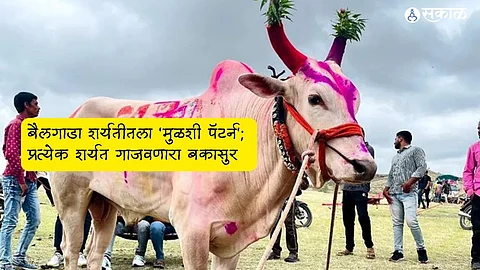 Bail Pola 2023