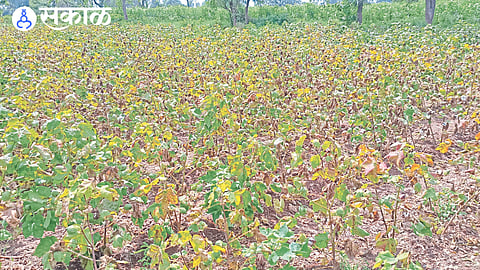 Dhule Cotton Disease : कपाशीवर लाल्या रोगाच्या प्रादुर्भावात वाढ; हातातोंडाशी आलेला घास वाया जाण्याची भीती