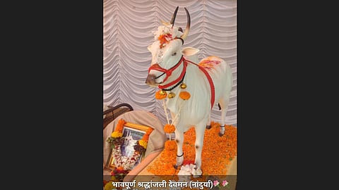 Davman Nandurya Bullock