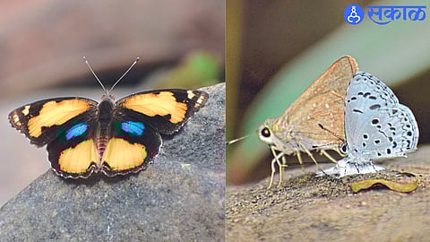 Jalgaon News : ‘पाखरांबाबत’व्यापक स्वरूपात जनजागृती; वन्यजीव संरक्षण संस्थेचा ‘बिग बटरफ्लाय मंथ’मोहिमेत सहभाग