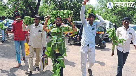 A farmer carrying a banana leaf on his body and a bunch of bananas on his head to give a statement regarding banana crop insurance.