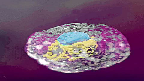 israel scientist research human species made human being in lab apart from human body