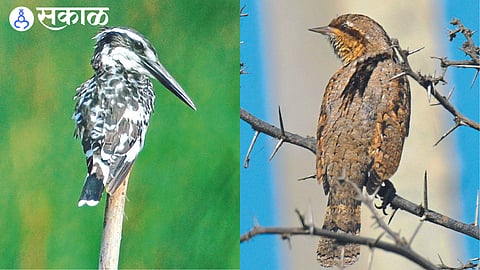 arrival of migratory birds start two months in advance in nandur madhyameshwar bird sanctuary nashik news