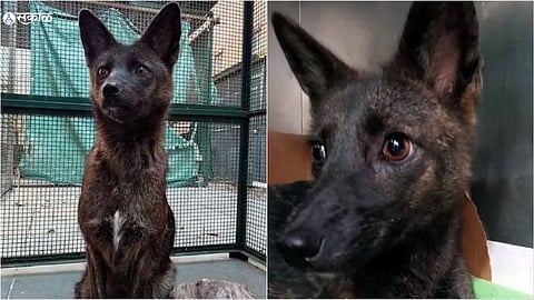 Dog and Fox mix breed